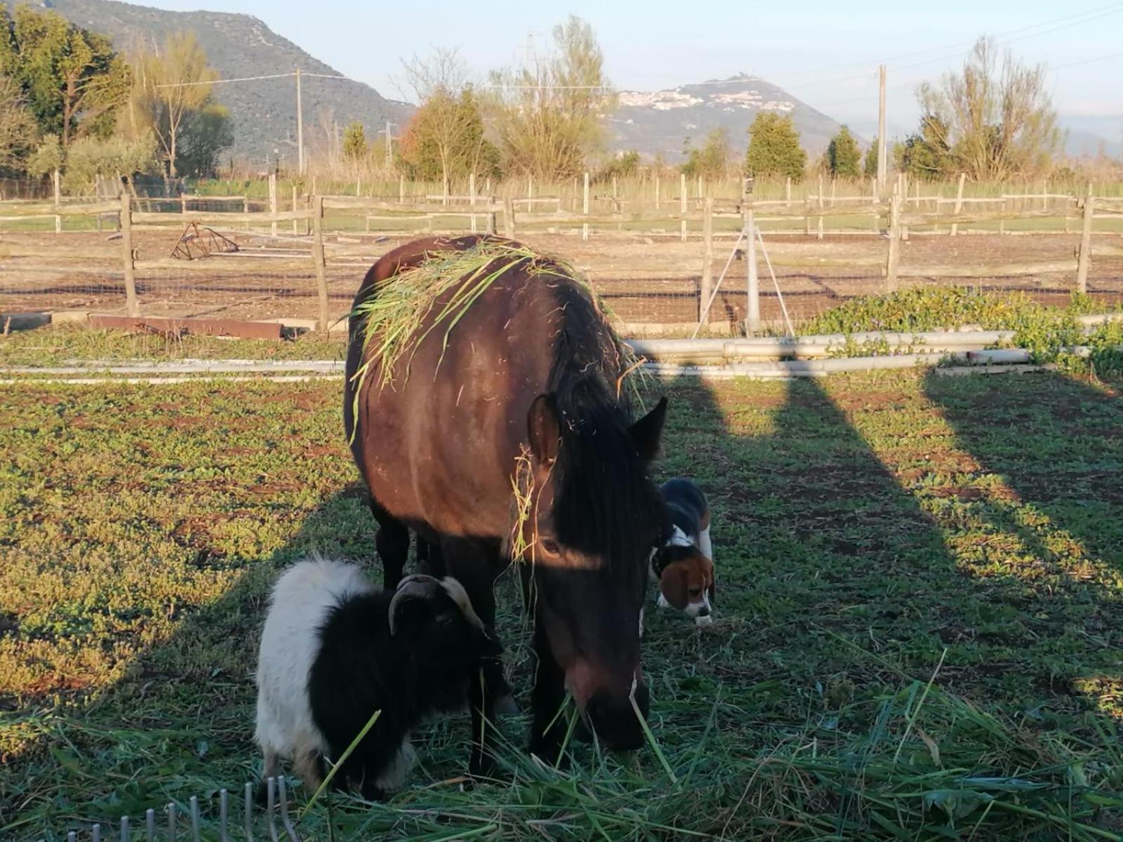 Casale Cavatella Panzió Sermoneta Kültér fotó